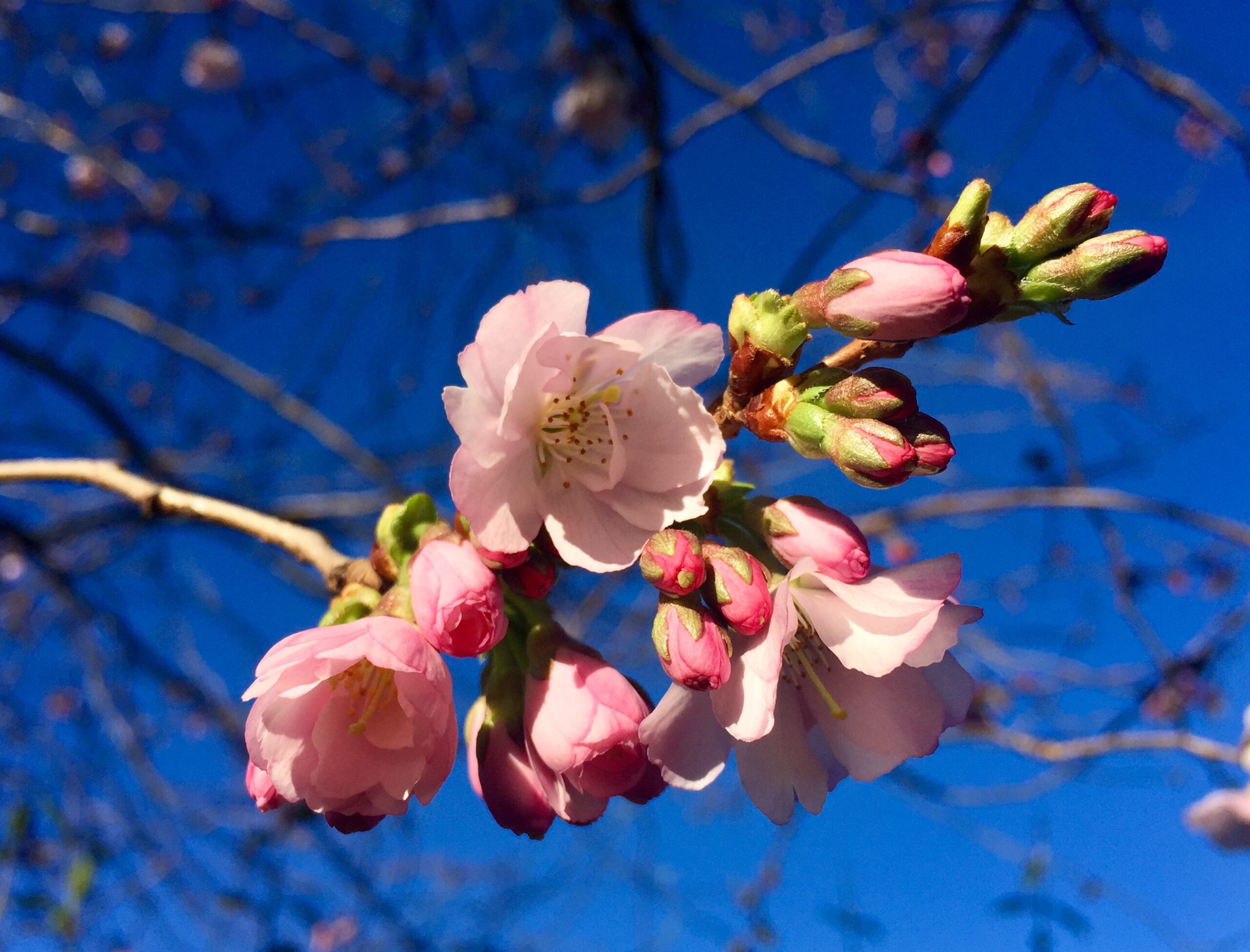Ein Zweig mit rosa Frühlingsblüten